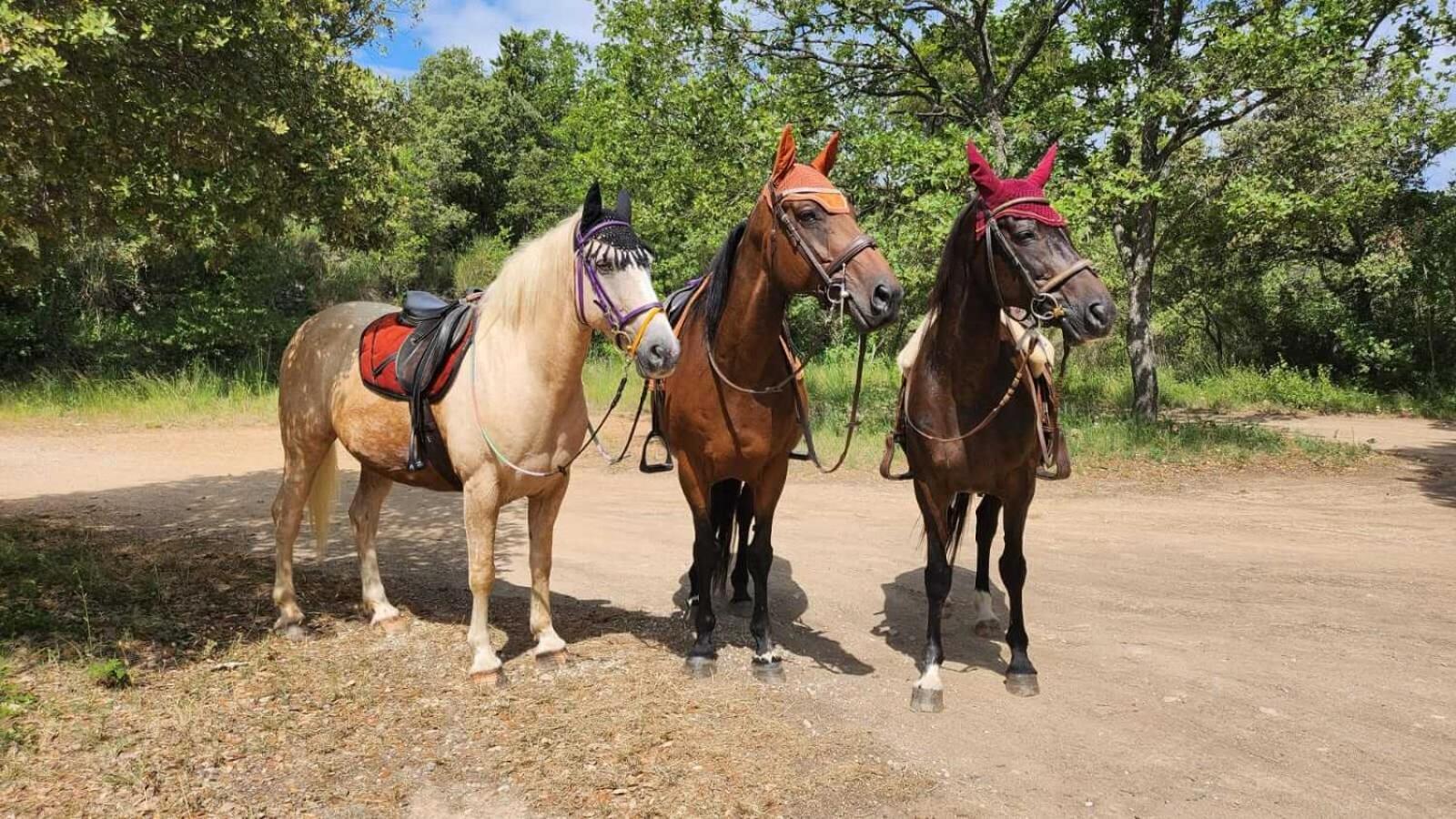 La Cabane Aux Chevaux Varages Eksteriør billede